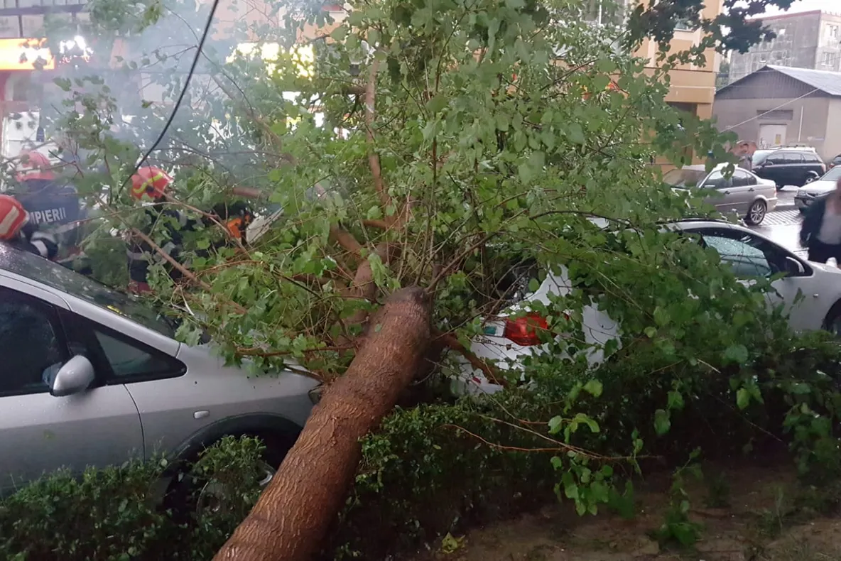 VIDEO-Copac doborât, de furtună, peste două mașini la Pitești!
