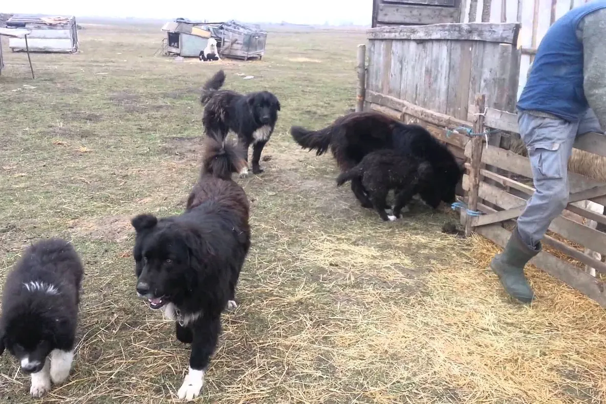Câinii ciobănești au atacat un grup de turiști, în Făgăraș!