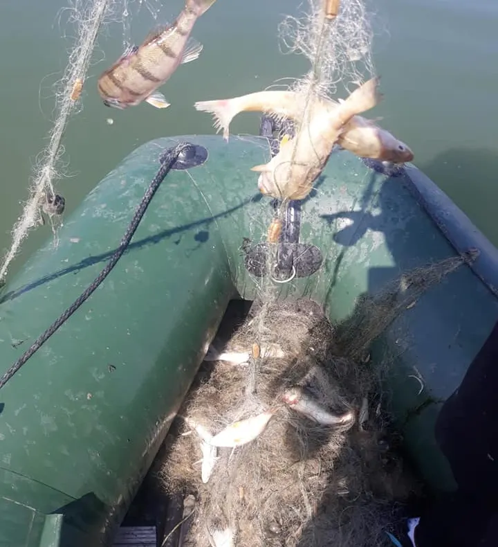 Video! Pești și păsări moarte în plasele braconierilor pe un lac de acumulare din Argeș