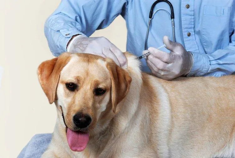Campanie de vaccinare antirabică la câini şi pisici, în Argeş