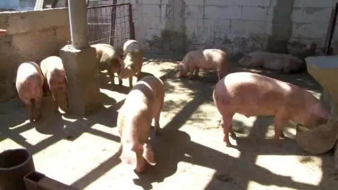 Despăgubiri pentru gospodarul argeșean la care s-a descoperit pesta porcină