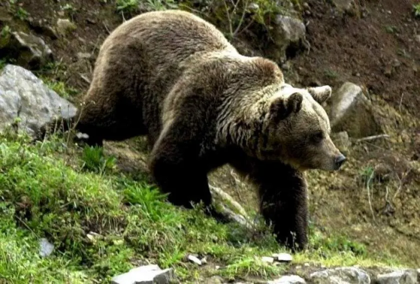 Prefectura Argeș cere recoltarea ursului care a atacat un pădurar