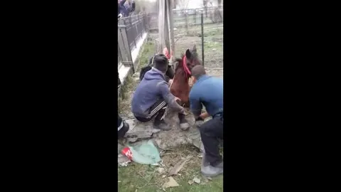 Video- Cal căzut în hazna, salvat de pompieri, la Bughea de Sus