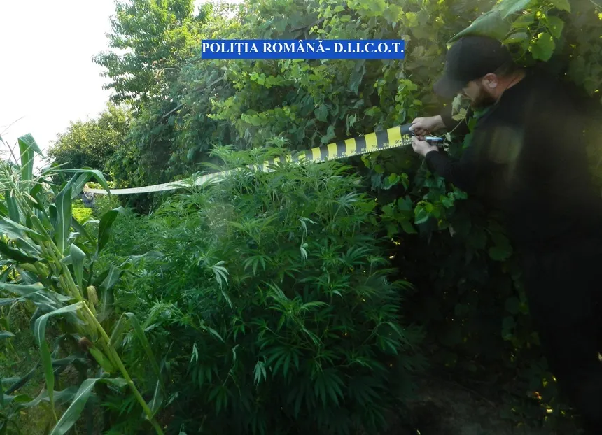 Cultură de cannabis în grădina bunicii din Cocu! A fost "recoltată" de DIICOT
