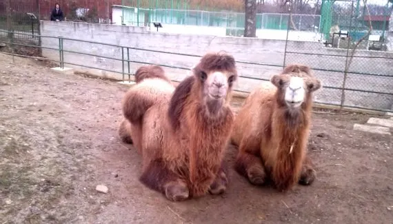 Program special la Zoo Pitești în minivacanța de Paști