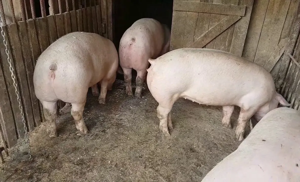 Suspiciune de pestă porcină în Argeș! Trei porci morți într-o gospodărie