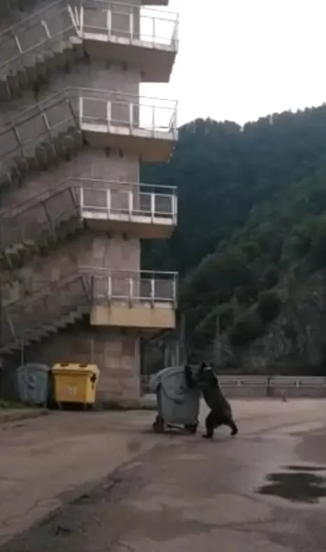 Video-La Vidraru un urs a tras tomberonul în faţa maşinii!
