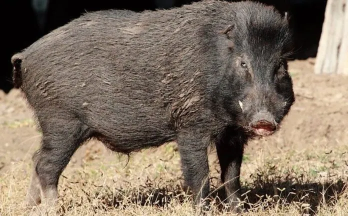 Urmările cazului de pestă porcină: 132 de porci mistreți vor fi vânați și neutralizați