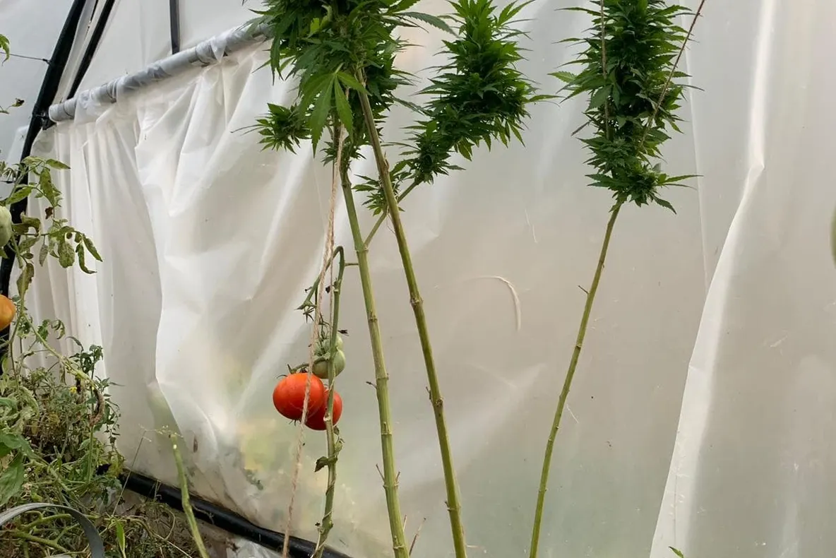 Plantaţie de cannabis în solar, printre roşii şi castraveţi