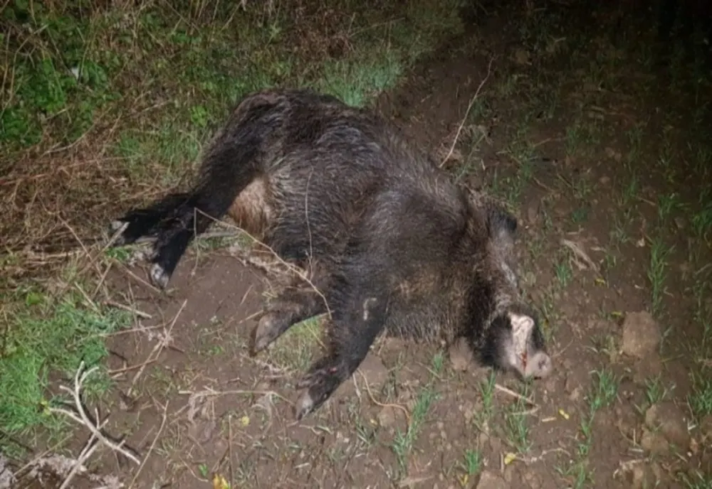 Focar de pestă porcină africană, la Piteşti, în pădurea Trivale