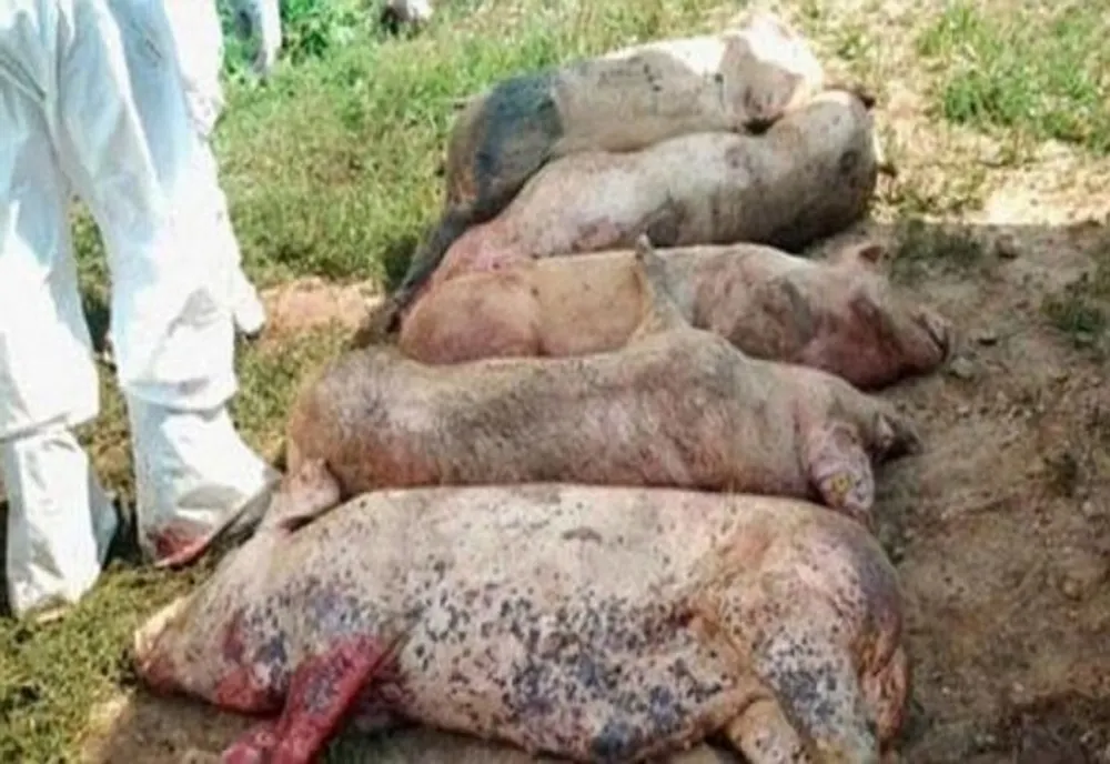 Pestă porcină africană la cea de a treia fermă din Slobozia-Argeș