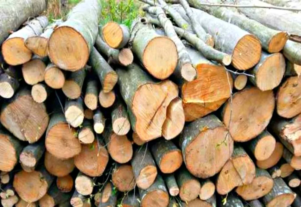 Amendă de 10.000 de lei pentru nereguli silvice