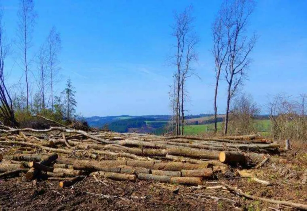 DEFRISAREA MASIVA A PADURILOR DIN ROMANIA