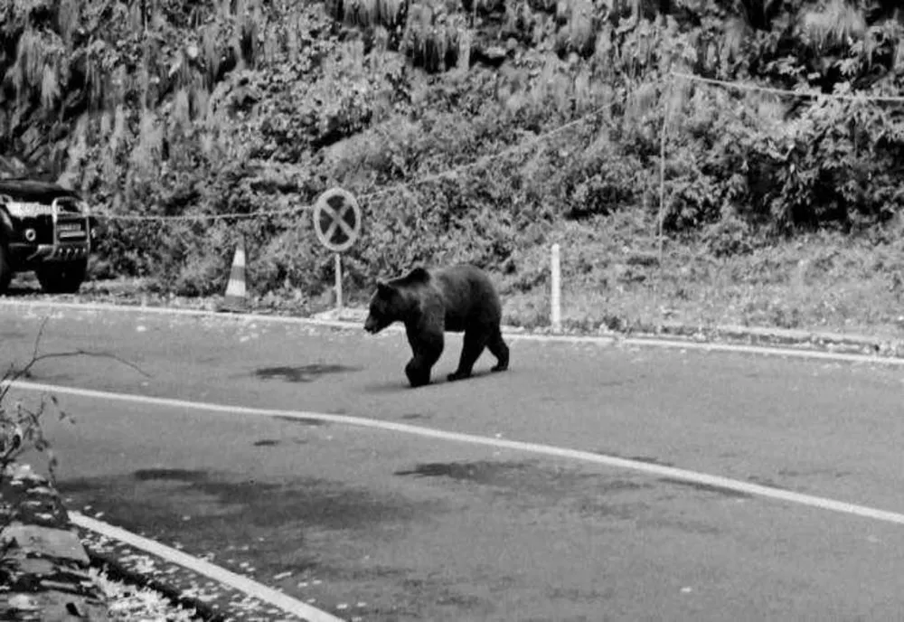 INCIDENT PERICULOS PE TRANSFĂGĂRĂȘAN: BĂRBAT OPRIT DE INSPECTORII SILVICI ÎN TIMP CE ÎNCERCA SĂ FACĂ POZE CU UN URS