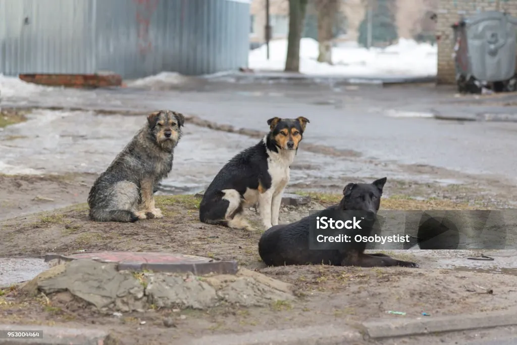 CÂINII VAGABONZI LIBERI - SIGURANȚA CETĂȚENILOR ÎN PERICOL