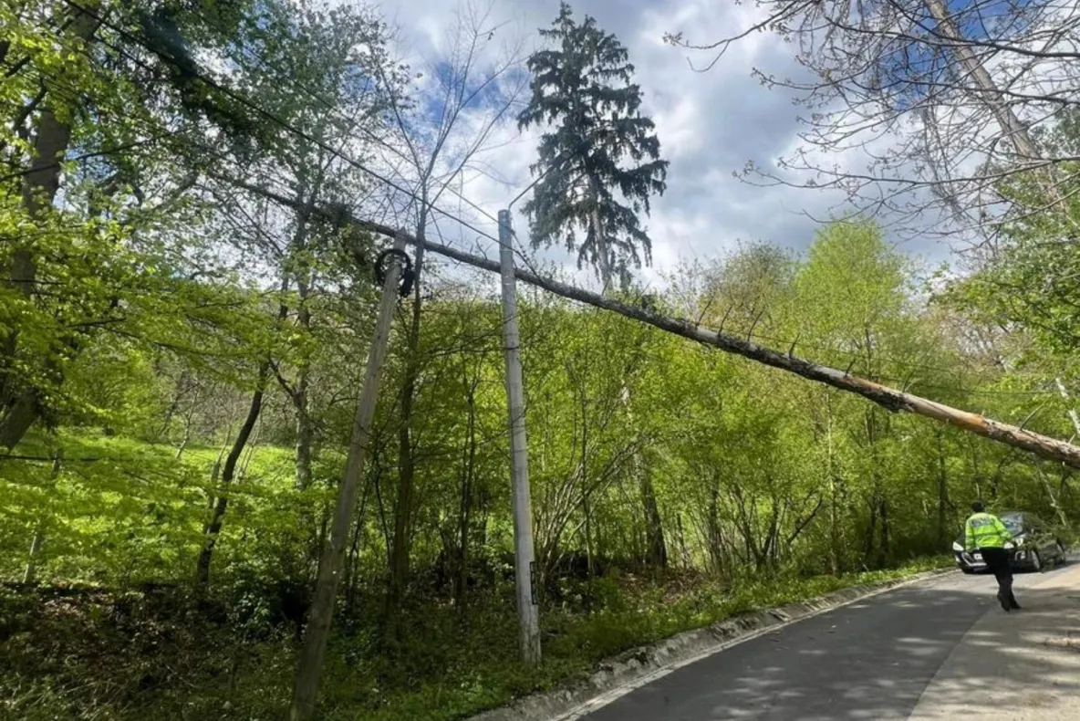 Vântul puternic a făcut prăpăd în județul Bihor. Mai mulți copaci au fost doborâți pe carosabil