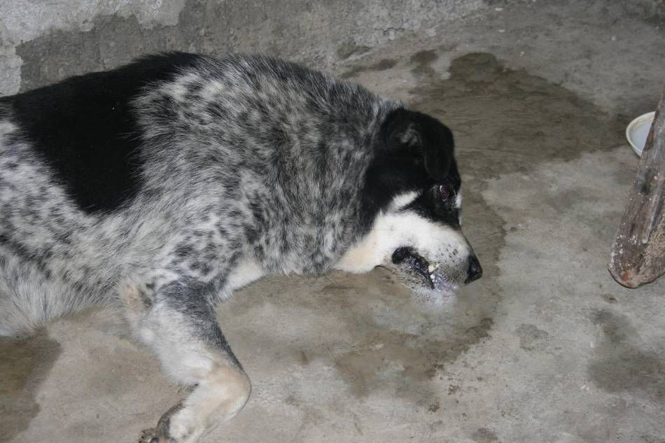 Cruzime! Hoţul a ucis câinele, cu parul, ca să poată fura!