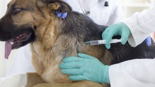 Va începe un program de sterilizare gratuită a animalelor de companie