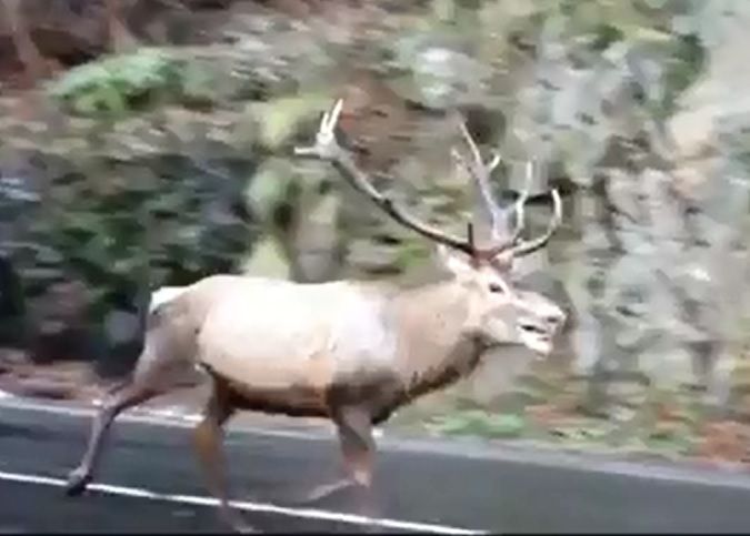 Video! Cerb încolțit de o haită de câini sălbatici, salvat în zona Vidraru!