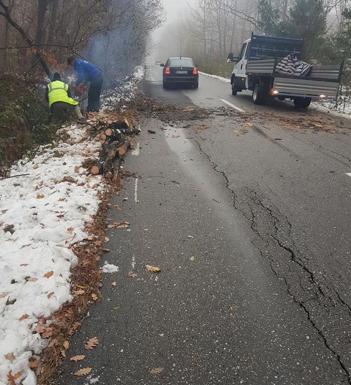 Mașină avariată de un copac căzut pe carosabil! Primar: „Până nu moare cineva, nu vă învățați minte!”