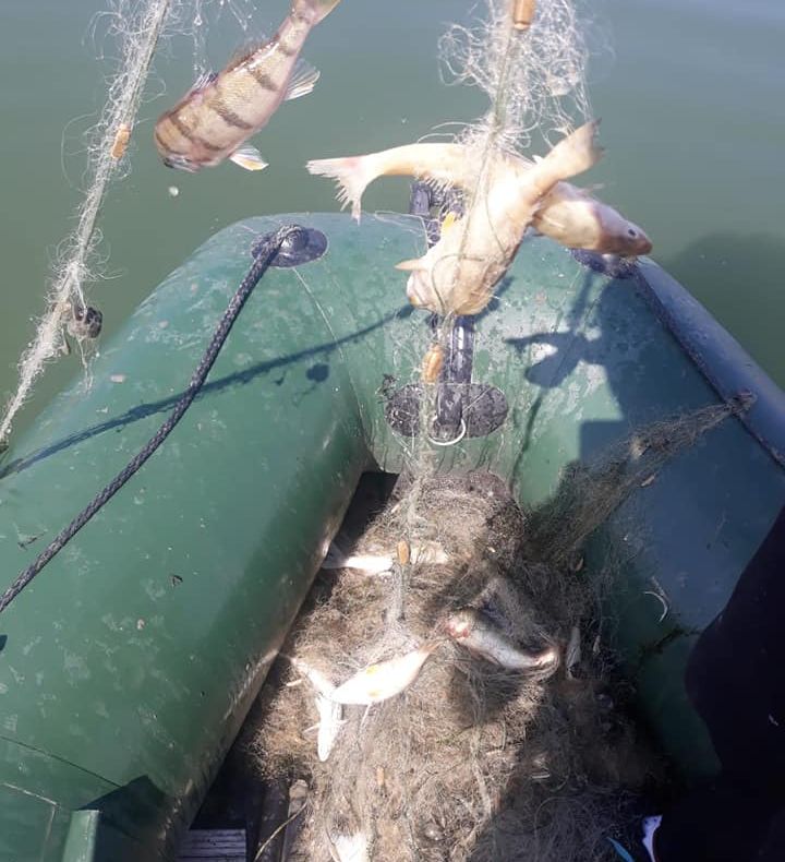 Video! Pești și păsări moarte în plasele braconierilor pe un lac de acumulare din Argeș