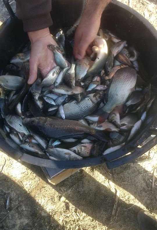 Un grup de pescari a populat cu pește apele din Argeș