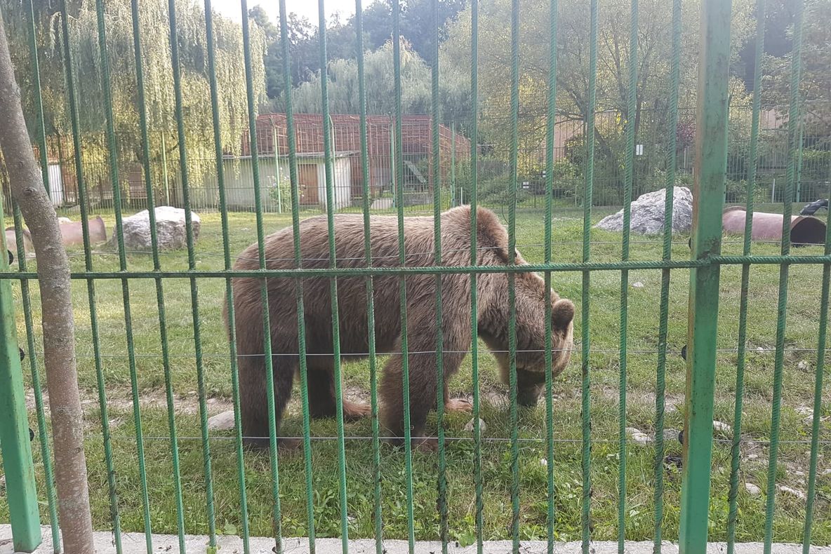 Îți place să ai grijă de animale? ZOO Pitești angajează muncitori necalificați