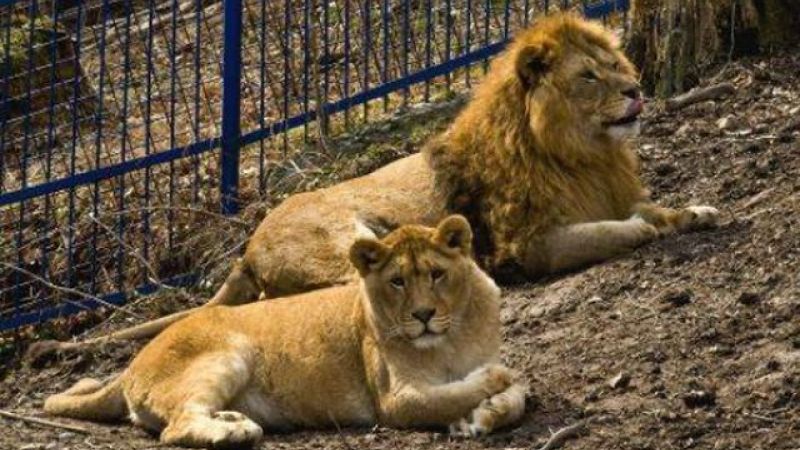 Noi locatari, la ZOO Pitești! Trei lei au fost aduși de la Oradea