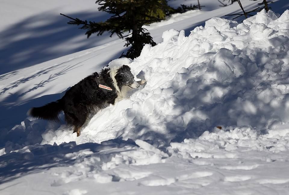 Unitățile canine de avalanșă, stagiu național în Argeș