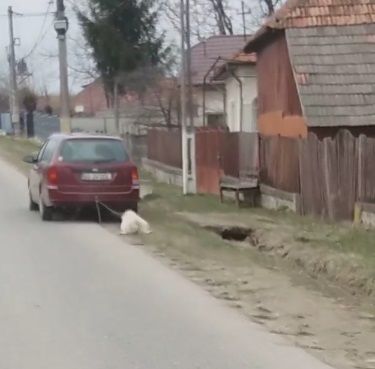 Proprietarul câinelui legat de mașină: „Nu s-a întâmplat nimic cu animalul!”