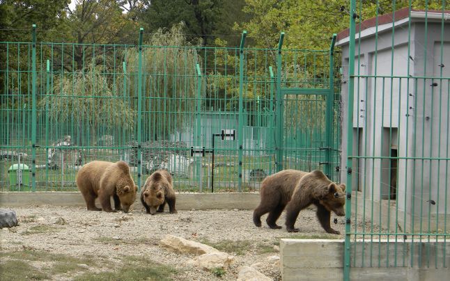 Intrare gratuită la Grădina Zoologică din Pitești