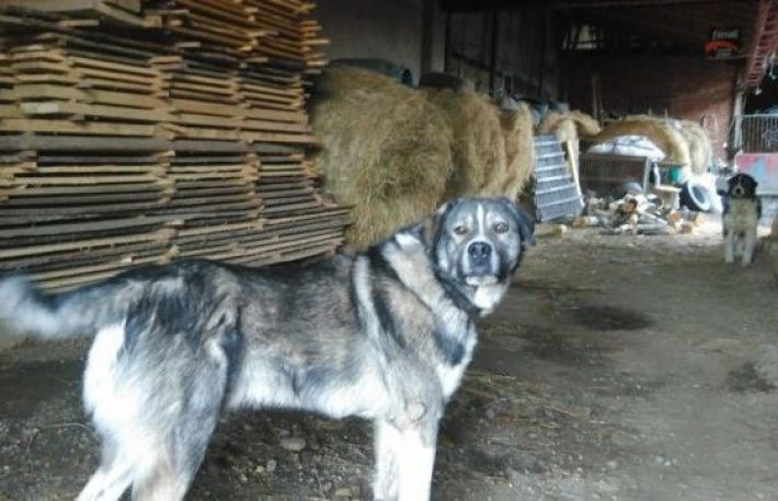 Hoț fugărit de câine, când spărgea o casă! Vezi ce au descoperit polițiştii