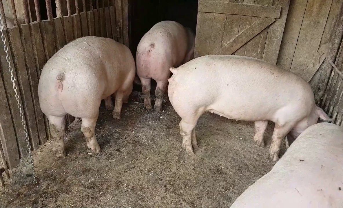 Suspiciune de pestă porcină în Argeș! Trei porci morți într-o gospodărie