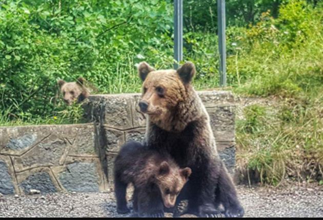 Ursoaica relocată în 2018 din zona Cetății Poenari s-a întors acasă