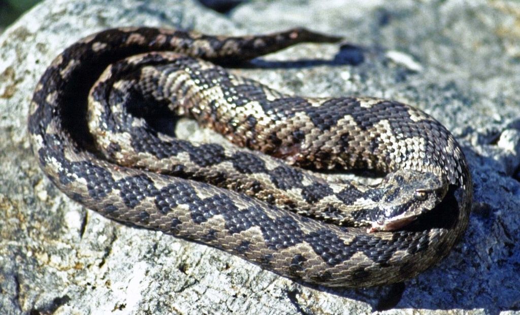 Salvamontiștii atrag atenția! Vipere semnalate pe Transfăgărășan