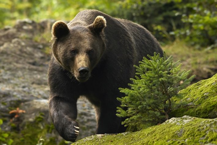 Atacat de urs la Curtea de Argeș. Bărbatul a fost mușcat de gambă