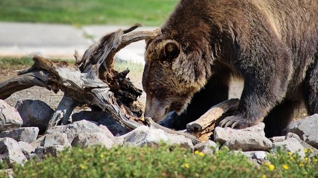 Doi bărbați atacați în două luni! Operaţiune de recoltare a urşilor, în Argeș