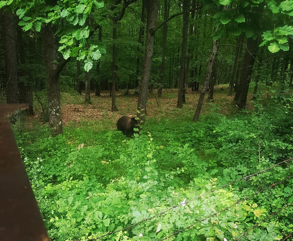 Atenție! Urs observat în pădurea din zona Institutului de Cercetări Nucleare