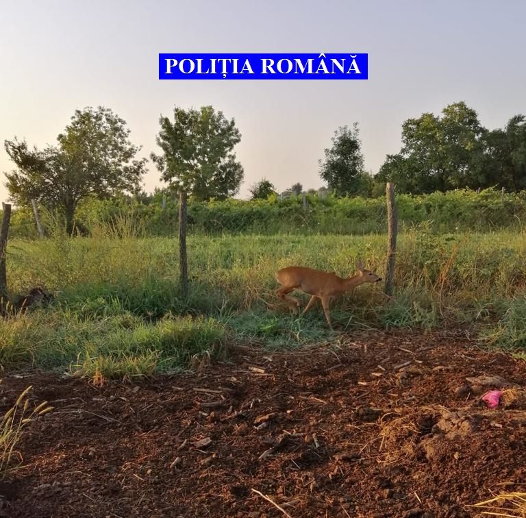 UPDATE - Percheziții, în Argeș, la persoane bănuite de braconaj. O căprioară a fost găsită în captivitate