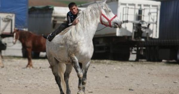 Controale în târgurile de animale din Argeș. Amenzi uriașe