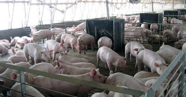 Evaziune fiscală cu porci. Administratorul unei societăți din Argeș, reținut