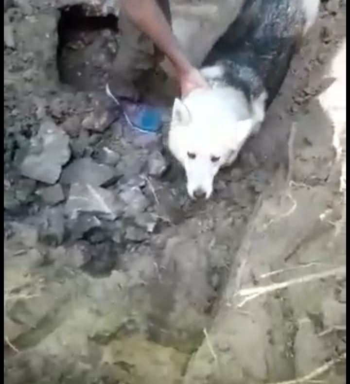 Video-Câine salvat din subteran! Operațiune inedită a pompierilor