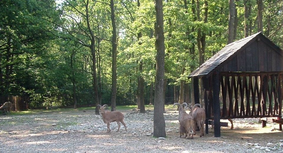 Vineri, intrare liberă la Grădina Zoologică Pitești, pentru copii și adulți!
