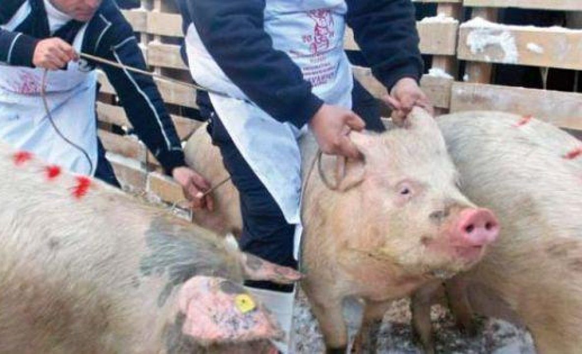 Pestă porcină la Ungheni! Este al doilea focar în comuna amintită