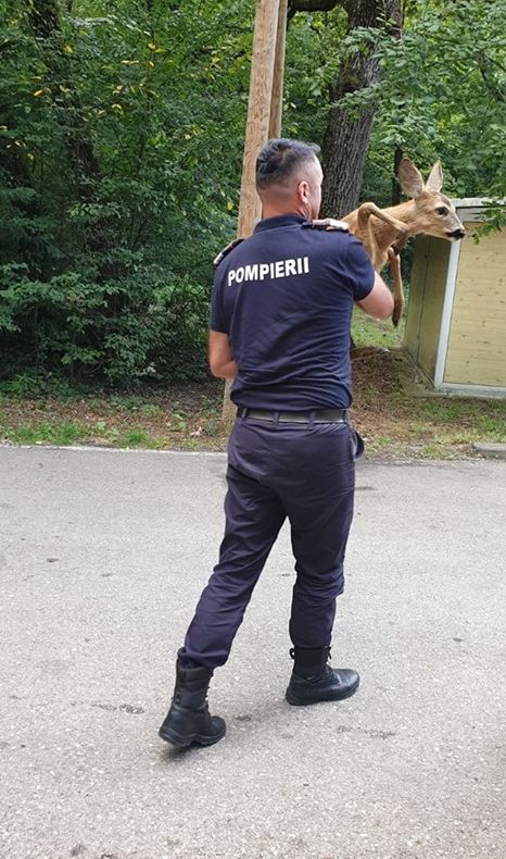 Misiune specială! Un pompier a salvat un pui de căprioară