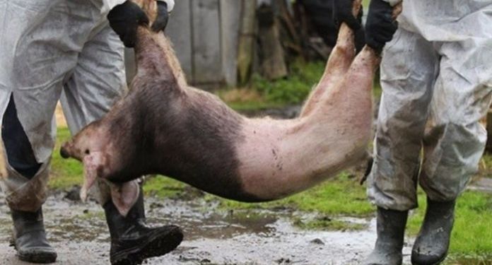 Cinci focare noi de PPA, în Argeş! Virusul se extinde