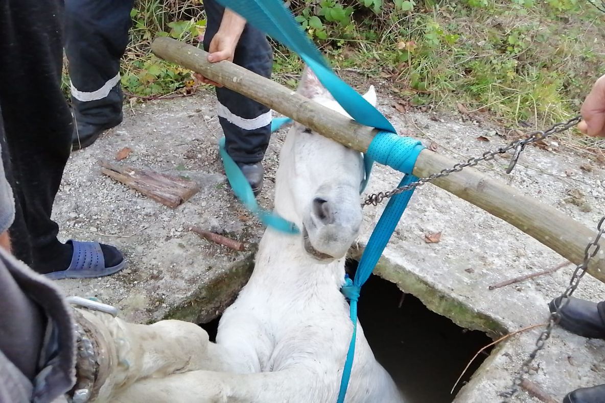 Cal salvat de pompieri dintr-un bazin, adânc de doi metri!
