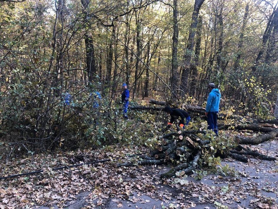 Primăria a solicitat, Ocolul Silvic a aprobat! Acțiune de tăiere și toaletare a arborilor, în Pitești