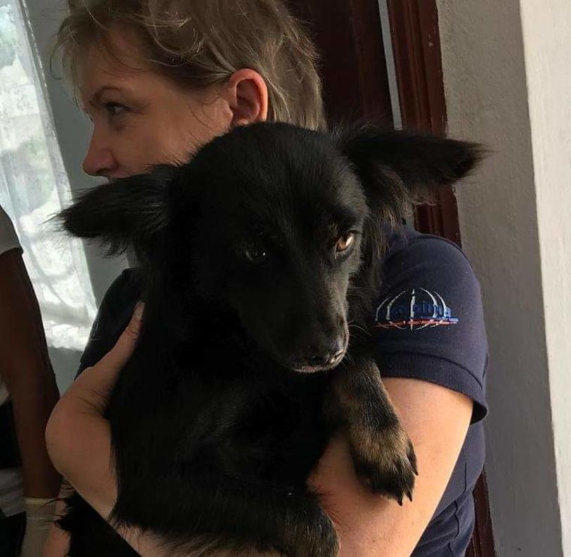 Peste 8000 de animale au beneficiat de sprijin, în Argeș