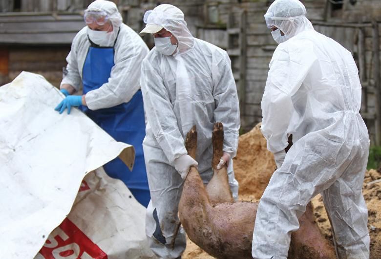 A doua fermă din Argeş, lovită de pesta porcină africană!